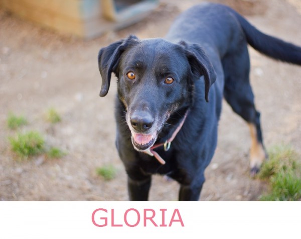 Adopt-Gloria! VA-dog-photography