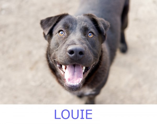 Adopt-Louie! BARKVA.org- young-adoptable-dog