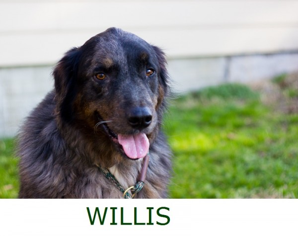 Adopt-Willis!