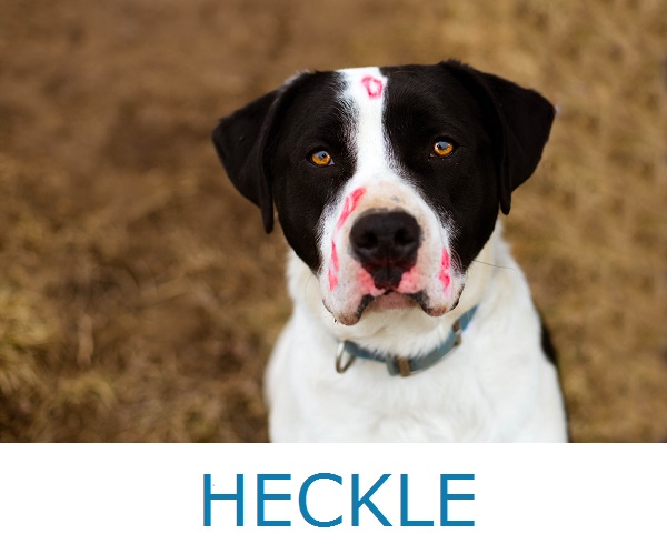 Adopt-Heckle-from-Herkimer-County-Animal-Shelter