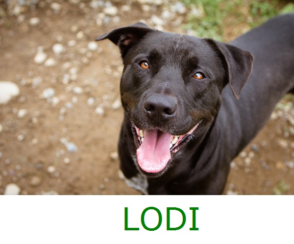 Adopt-Lodi!  Lab-mixed-breed-Herkimer-County-Humane-Society