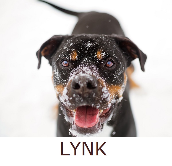 Adopt-Lynk!