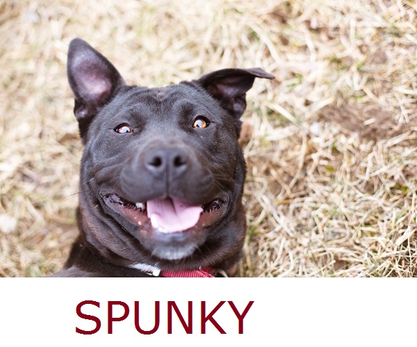 Adopt-Spunky!  Herkimer-County-Animal-Society