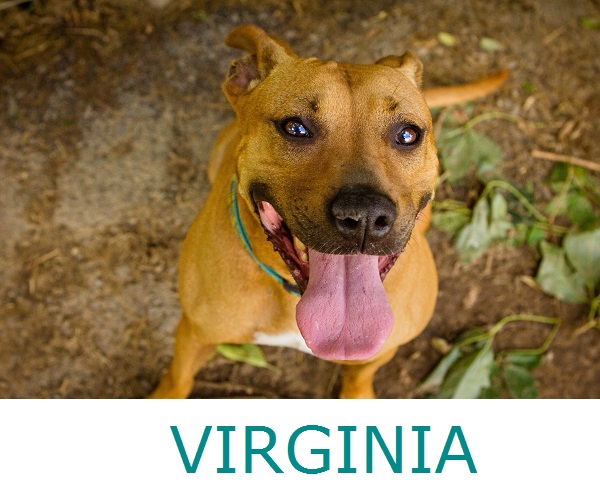 Adopt-Virginia-Herkimer-County-Humane-Society