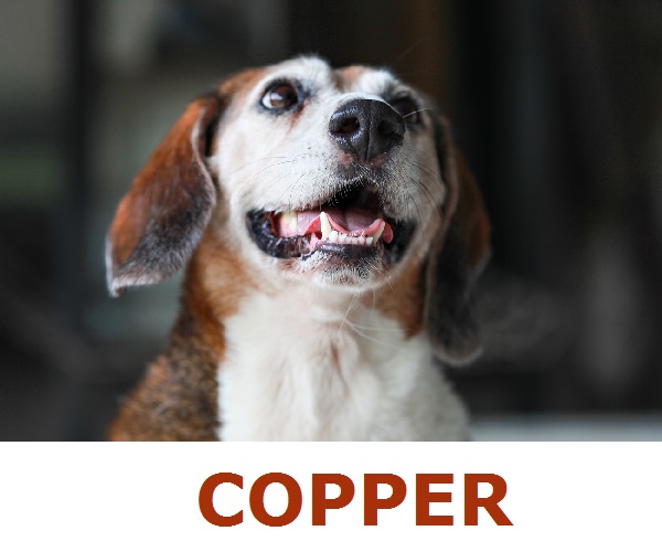 Adopt-Copper! adoptable-beagle-