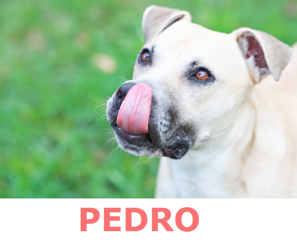 Adopt-Pedro! Queensland-pet-photographer