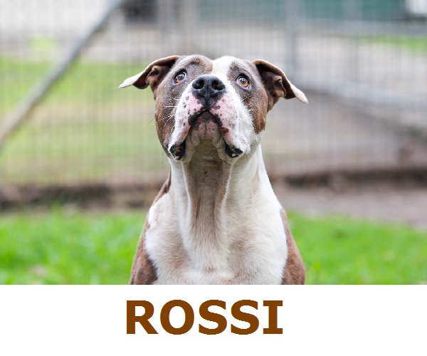 Adopt-Rossi! adoptable-Staffy-Queensland-AU