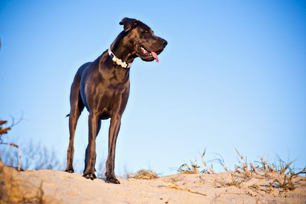 Charlotte-Reeves-guide-to-dog-photography