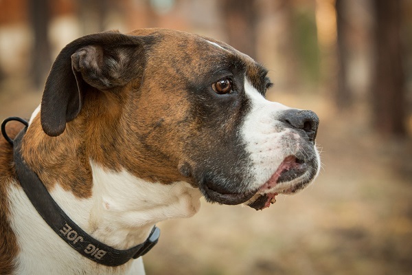 © Tangled Lilac Photography, Brindle-Boxer