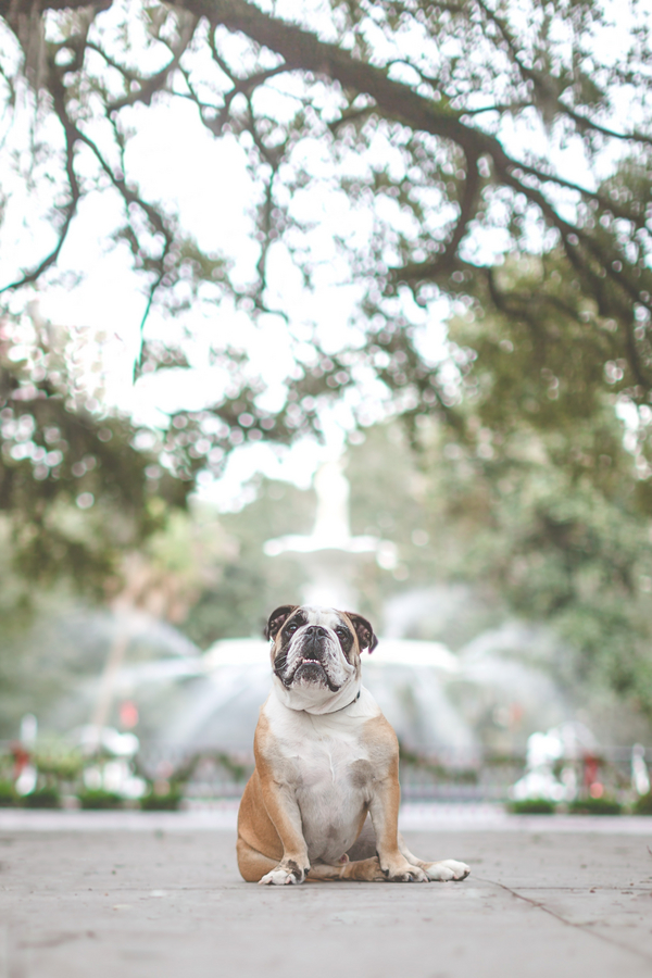 Happy-English-Bulldog-portrait-Savannah-GA