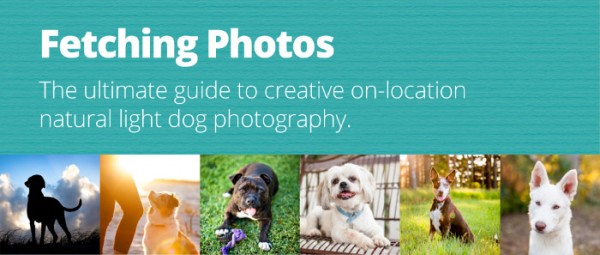 Guide-to creative-dog-photography