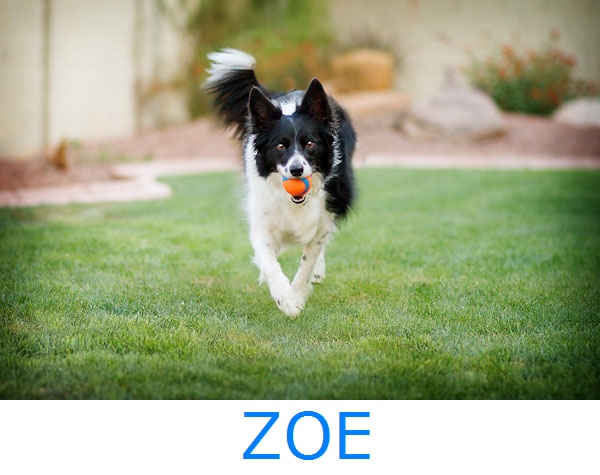 Arizona Border Collie Rescue