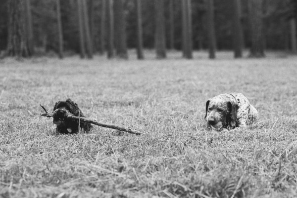 © M. Chase Narrative Photography, dogs-chewing-sticks-ball