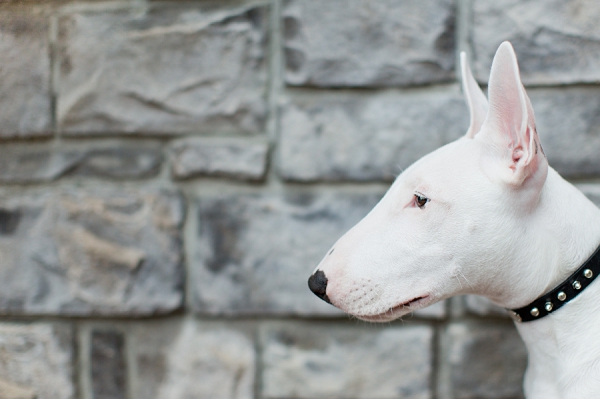 ©  Kathy Lui Photography, handsome-Bull-Terrier-puppy
