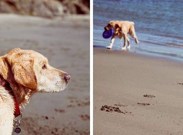 SF-beach-dog-photographer