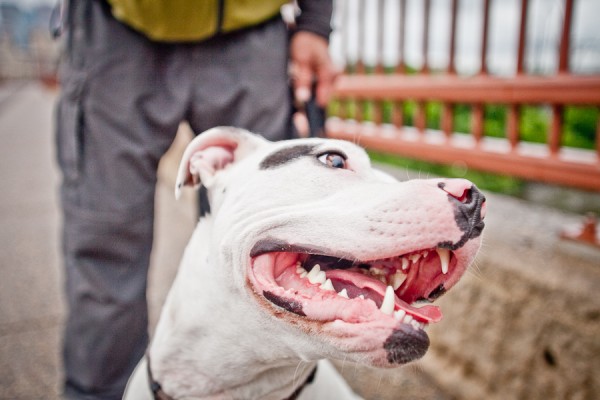 Adoptable-male-white-pit-bull-from-Minnesota-Pit-Bull-Rescue