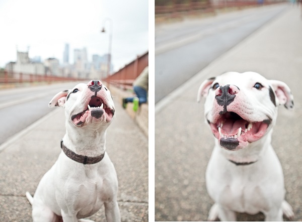 © Chocolate Moose Images,Smiling-Pittie, adopt-Minnesota-Pit-Bull-Rescue