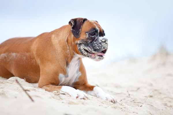 © Charlotte Reeves Photography, Beach-Boxer, AU-dog-photographer