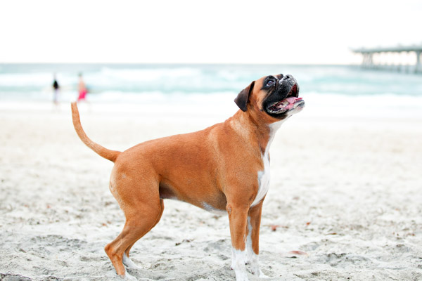 © Charlotte Reeves Photography, Gold Coast Dog Photographer