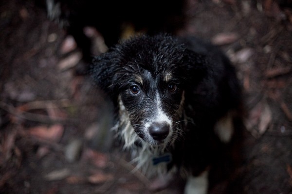 © Kim J Martin Photography, wet-Australian-Shepherd