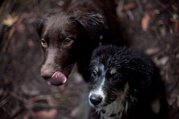 © Kim J Martin Photography, dynamic duo Chocolate-Lab-Mix-and-Aussie-Pup