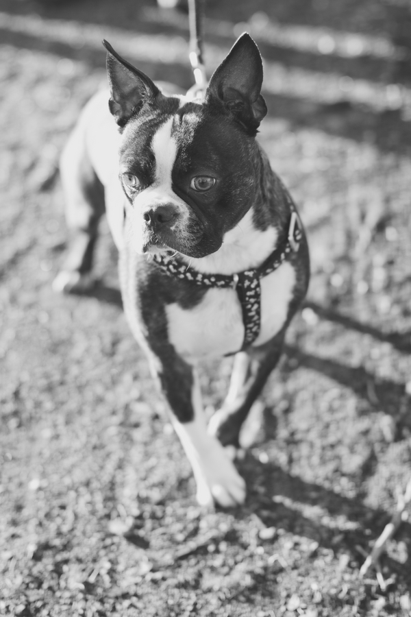 © Katie Nesbitt Photography, Boston-Terrier