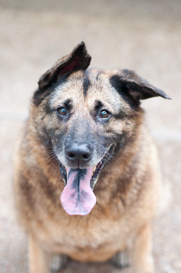 © Emma Grace Photography, Handsome-adoptable-dog-Heidi's-Legacy-Dog-Rescue