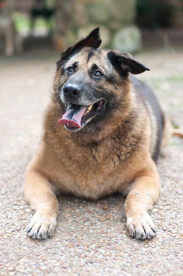 © Emma Grace Photography, adoptable-German-Shepherd-mix-Heidi's Legacy Dog Rescue