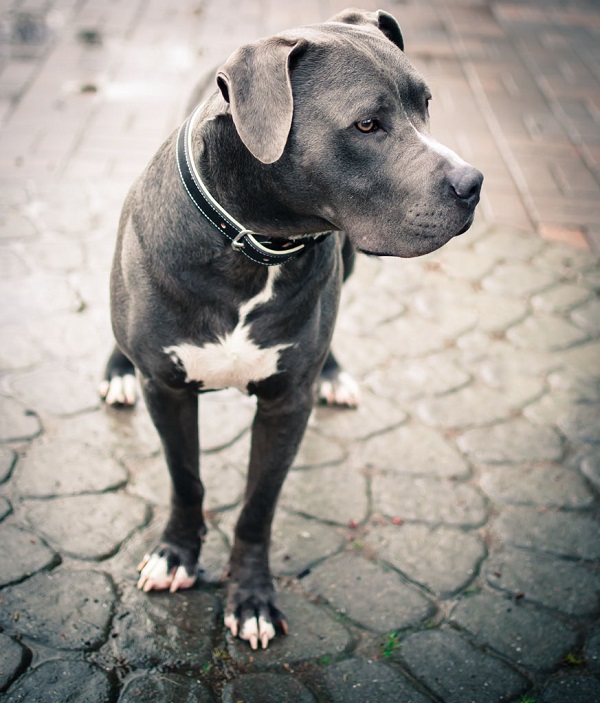 © Stacey Gammon Photography, handsome-dog