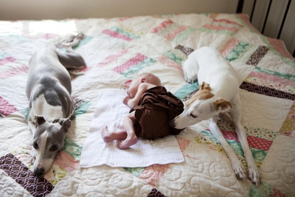 © Sharon Arnoldi Photography, newborn-with-Italian-greyhound-guardians