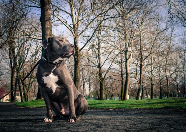 © Stacey Gammon Photography, Van-Saun-Park-dog-friendly-park