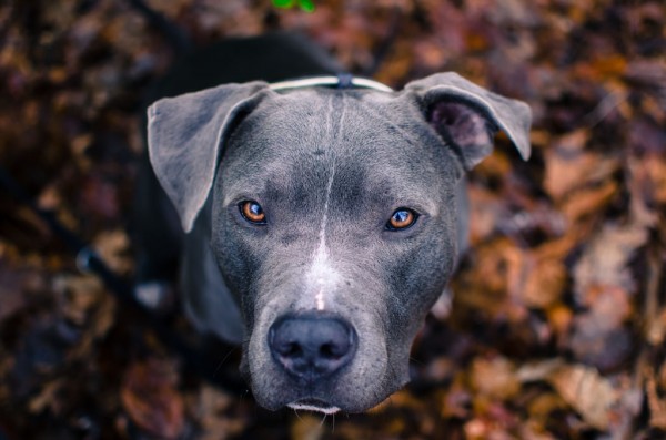 © Stacey Gammon Photography, handsome-Pit-Bull-adopted-from-Friends-Newark-Humane-Society