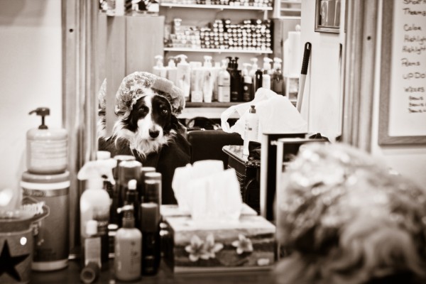 © RBarrett Photography, dog-in-beauty-shop