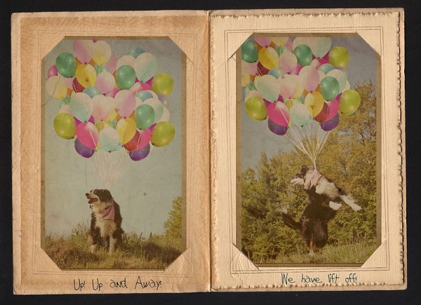 © RBarrett Photography, Up-themed, dog-with-balloons