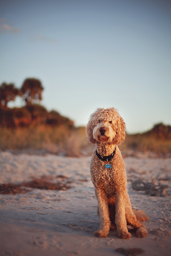 © Alison Amick Photography, Goldendoodle