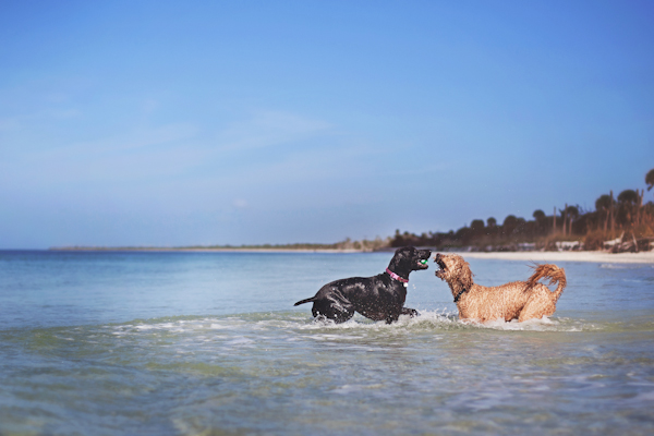© Alison Amick Photography. dogs-playing-at-beach