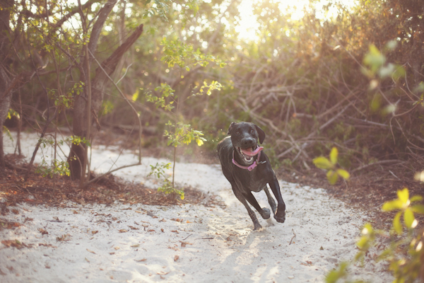 © Alison Amick Photography, dog-running-in-sand