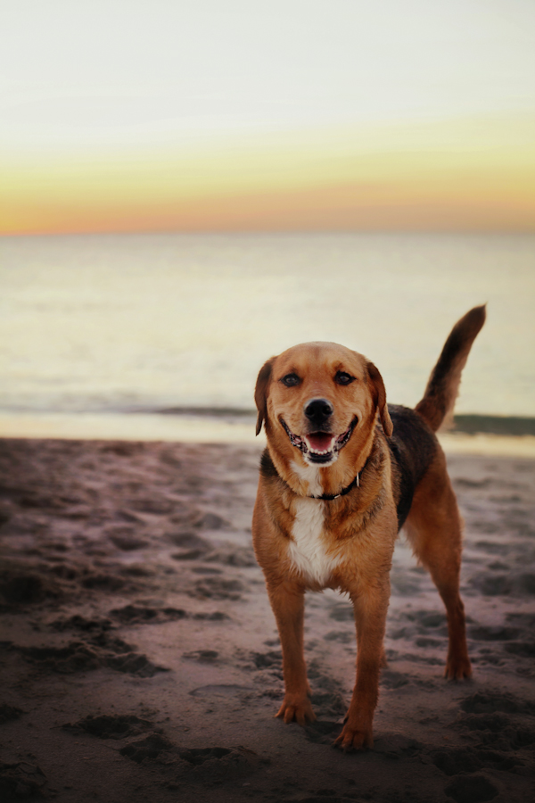 © Alison Amick Photography, Beagle-shepherd-mix-at-beach