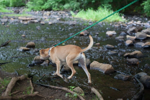 © Amie Fedora Photography, Beaver Brook Reservation-dog-photography