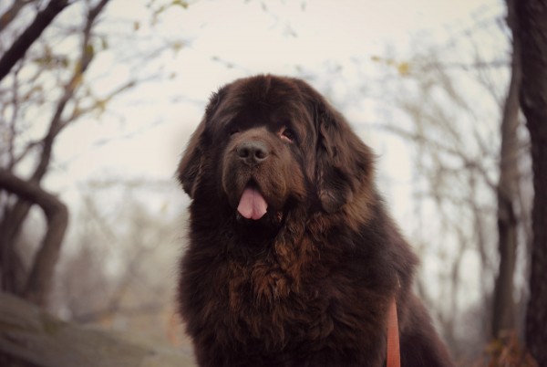 Spotlight:  My Brown Newfies (Leroy and Sherman)