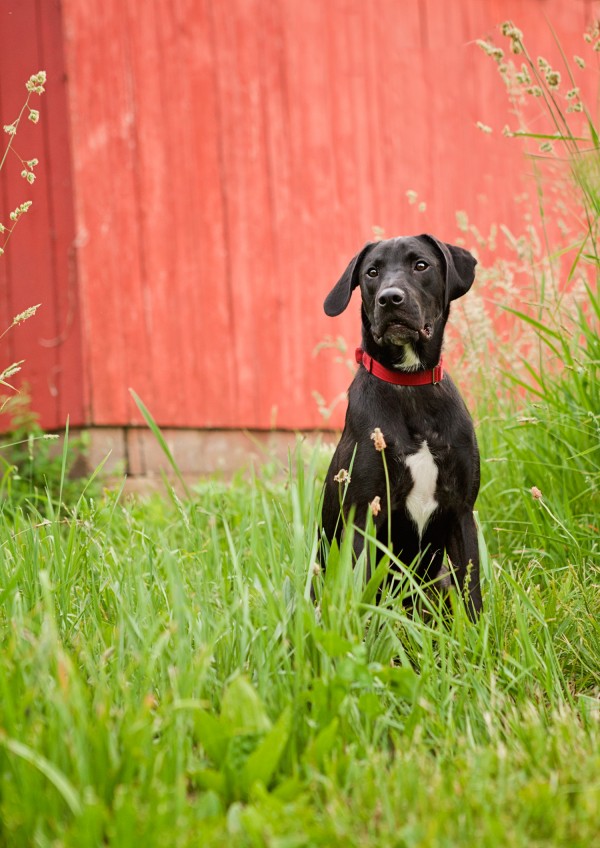 © Kathryn Schauer Photography, available-handsome-dog
