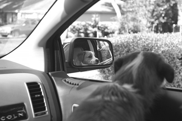 © Allison Shamrell Photography,  dog-enjoying-car-ride