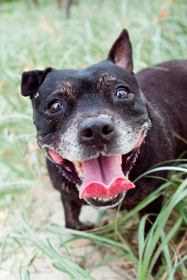 © Charlotte Reeves Photography, sweet-Staffy-at-Gold-Coast