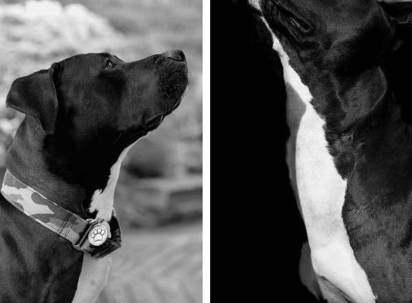 © Katherine Carver Photography, black-white-dog-portraits