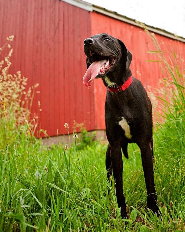 © Kathryn Schauer Photography, adoptable-Black-Lab-Mix-from-Labs4Adoption