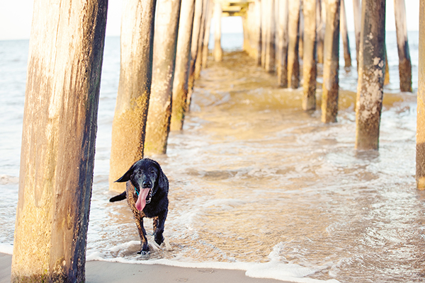 © Andi & Zoe Photographers, Virginia-Beach-dog-photography