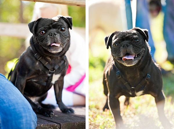 © Thomas Pitera Photography, adorable-rescued-black-pug
