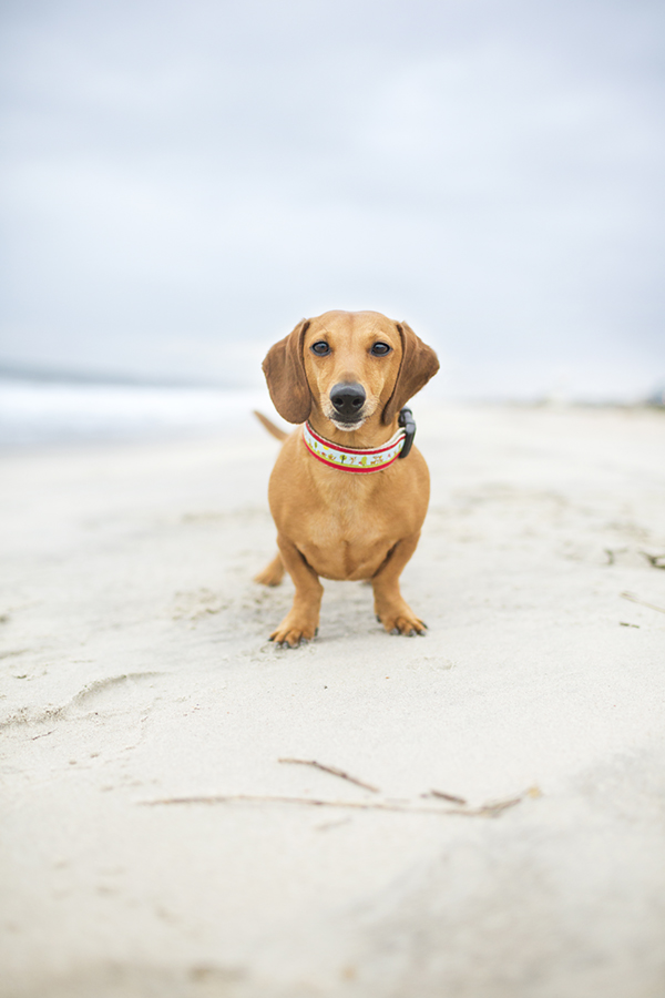 © McGraw Photography, doxie-at-beach