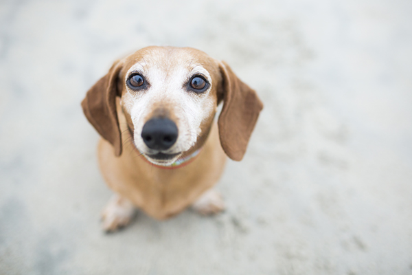© McGraw Photography, senior-dachshund-on-beach