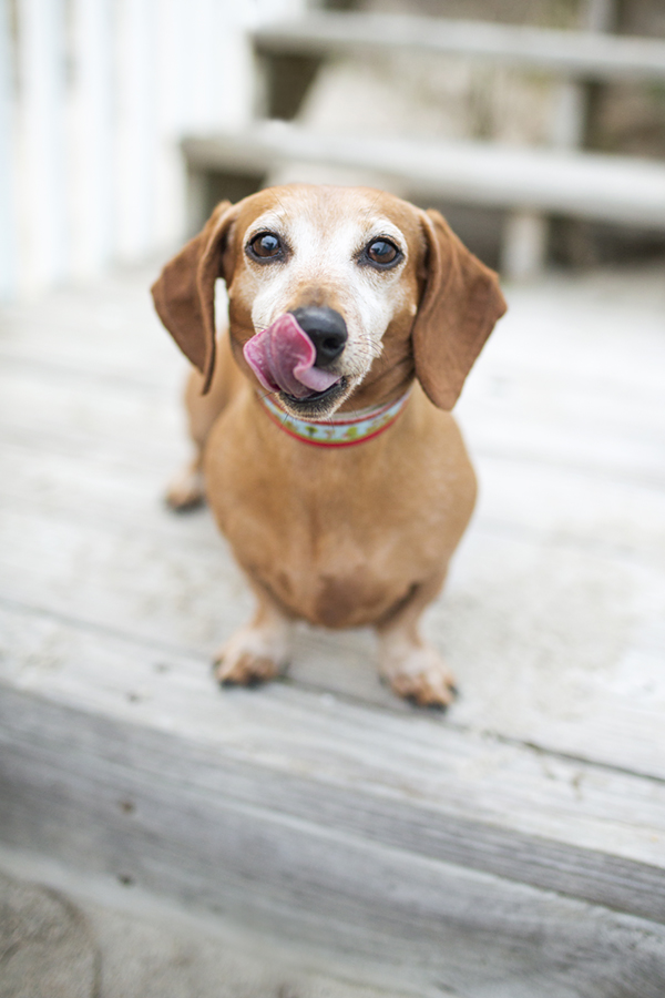 © McGraw Photography, white-faced-senior-doxie